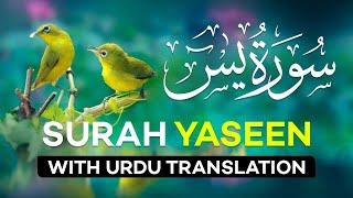 Surah Yasin  Surat Yaseen with Urdu Translation  Quran Tilawat Beautiful Voice  Hindi Tarjuma