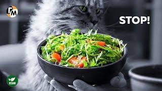 STOP AVOIDING ARUGULA Arugula Salad Recipe with a Secret Dressing — Hungry Guy Recipes  #219