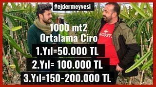 1 Dönümde 150.000 TL Ejder Meyvesi Üretimi  Nerede Yetişir?