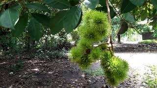 TROPICAL FRUITS - RAMBUTAN AVOCADO BALIMBING DURIAN