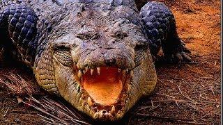 Deadly Crocodiles of the Nile River - Nature Documentary