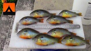 How to fillet small bluegill and rock bass