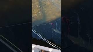 Fastest pike release ever