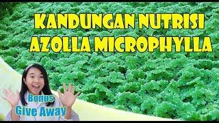 KANDUNGAN NUTRISI AZOLLA MICROPHYLLA  Bonus GIVE AWAY