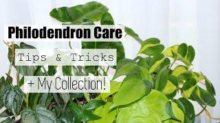 Philodendron Houseplant Care Tips & Tricks  My Philodendron Collection