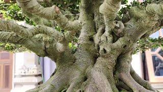 Bonsai Elegan Juara Terbaik Harganya Selangit