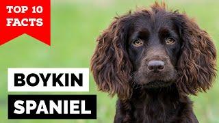 Boykin Spaniel - Top 10 Facts