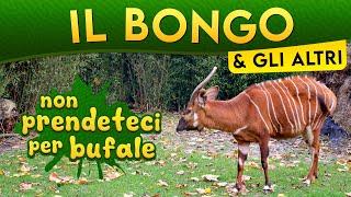 Il Bongo & gli altri non prendeteci per bufale ► Puntata 171