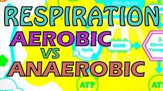 RESPIRATION - AEROBIC VS ANAEROBIC RESPIRATION - OXYGEN DEBT