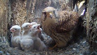 Kestrel Chicks Growing Fast After Tragic Loss  Apollo & Athena  Robert E Fuller