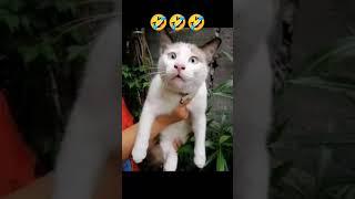 Kompilasi Ekspresi Kucing Lucu  #shorts #kucing #memesvideo