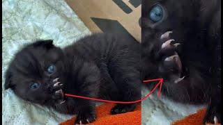 the most dangerous KITTEN CLAWS