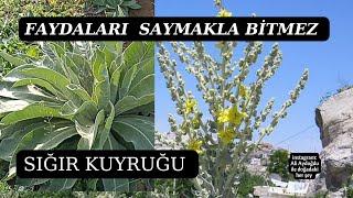 MUCİZE BİTKİ. Sığır kuyruğu Sığır kuyruğu otu Sığır kuyruğu faydaları Verbascum thapsus Yün otu.