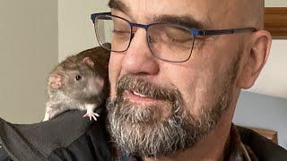 Man does the sweetest thing for rat