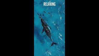 Relaxing Whales and Dolphins Peace...