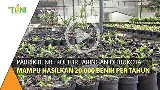 Pabrik Benih Kultur Jaringan Ibu kota Mampu Hasilkan 20.000 Benih Pertahun