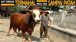 Sapi Terbesar Termahal Sampai Siang Belum Terjual. Press Truk Sampai Patah 