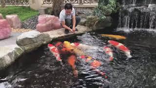 Carpa koi gigante  nishikigoi  gigante