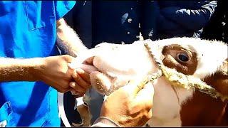 Evacuation of ruminal gas in a calf by stomach tube