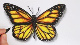 How to Draw a Realistic Butterfly Time Lapse