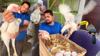 White King Shamo Ka Chuza is No Mor  Hen Hatching Chicks At Home Free Range Chicken farming Hsn