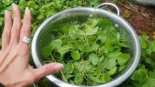 Postelein Portulak wächst wild bei Mami  Neben Feldsalat ist das unser Lieblings Salat 