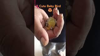 Baby bird in hand  #adorablehatchlings #babybirds