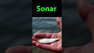Garmin Striker 4 Baitfish on Sonar...Whats it look like?  #fishing