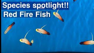 Species spotlight Red fire fish  