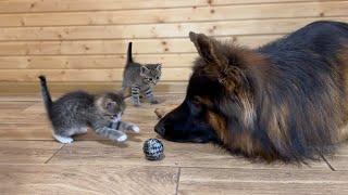 German Shepherds Reaction to Kittens Stealing his Favorite Toy