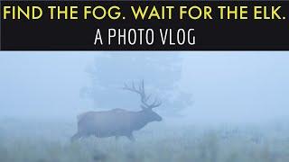 Find the fog wait for the elk have a blast  A wildlife photography vlog with Nikon Z9 and 400f2.8