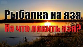 На что ловить язя? Рыбалка на язя.Ловля Язя  на Кораблик саночки.На Майского Жука.