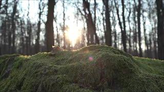 The History-Charged Forest  Germany