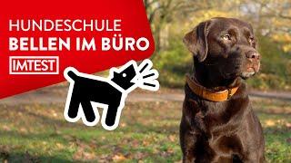 So hört dein Hund auf zu bellen  Tipps vom Hundetrainer