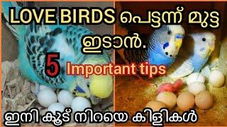 Love birds 5 fast breeding tips malayalam  budgies breeding tips Global vlogslife_of_jo