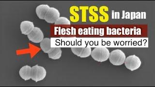 Japan’s STSS Bacteria Risks What We Know?