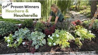 Planting Proven Winner Heuchera & Heucherella