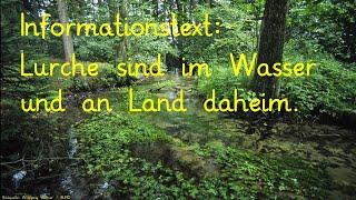 Informationstext Lurche sind im Wasser und an Land daheim.