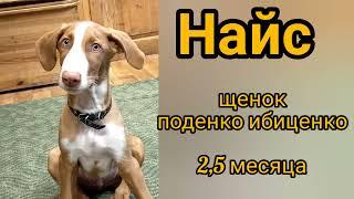 Дрессировка щенка редкой породы поденко ибиценко Training of a rare breed puppy podenko ibitsenko