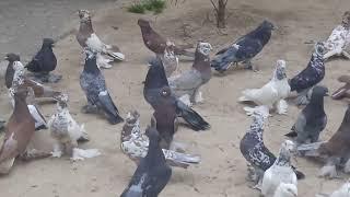 Андижанские голуби в Кыргызстане город Ош