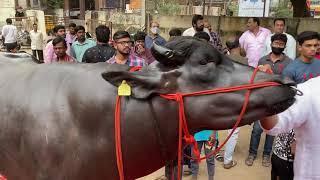 Khairatabad Sadar Festival 2021  Love Rana Bull & Shahrukh Bull Special Bulls All over India
