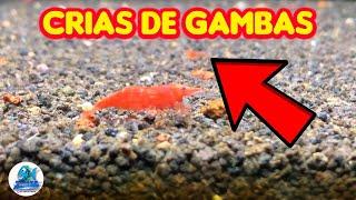 Crias de gamba Neocaridinas Red Cherry