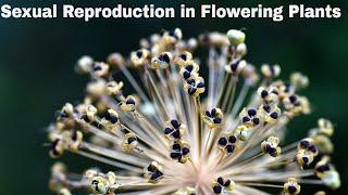 CBSE Class 12 Biology  Sexual Reproduction in Flowering Plants  Full Chapter  By Shiksha House