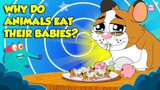 Strangest Animal Fact  Why Do Animals Eat Their Babies?  Filial Cannibalism  Dr. Binocs Show