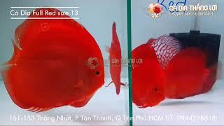 Cá Dĩa FULL RED  Cá Dĩa Thắng Lợi  Discus fish vietnam