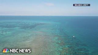 Record summer heat endangering coral reefs near Miami