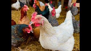 Top Five Chicken Breeds For Egg Production  Best Egg Layers With Great Attitude