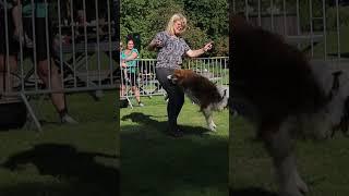 DOG DANCING ON WORLD ANIMAL DAY #shorts