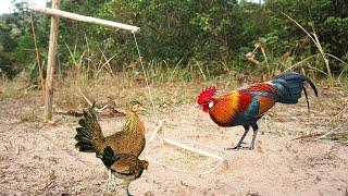 Creative unique diy wild chicken trap using wood