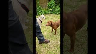 Deefa and Curtis. The Rumble in the Beer Garden